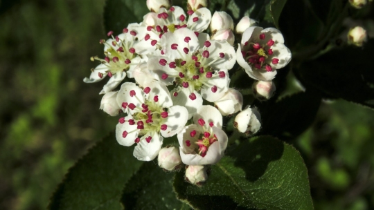 plantare aronia in gradina